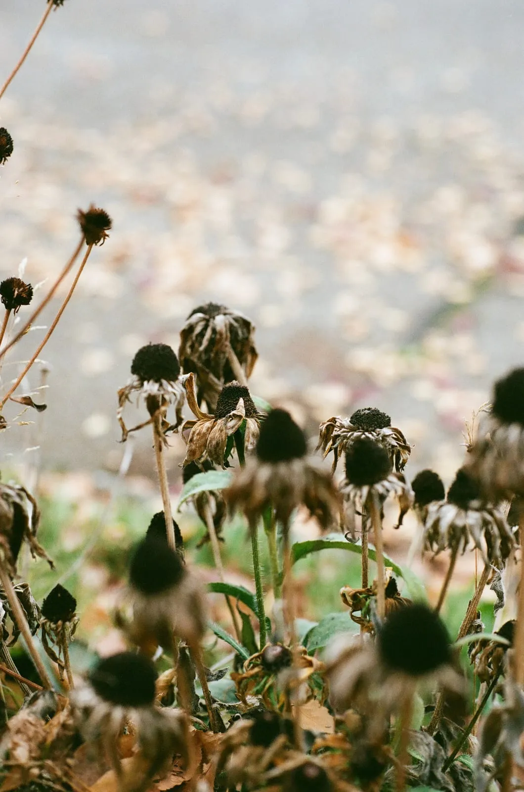 A photograph by Camille Michelle