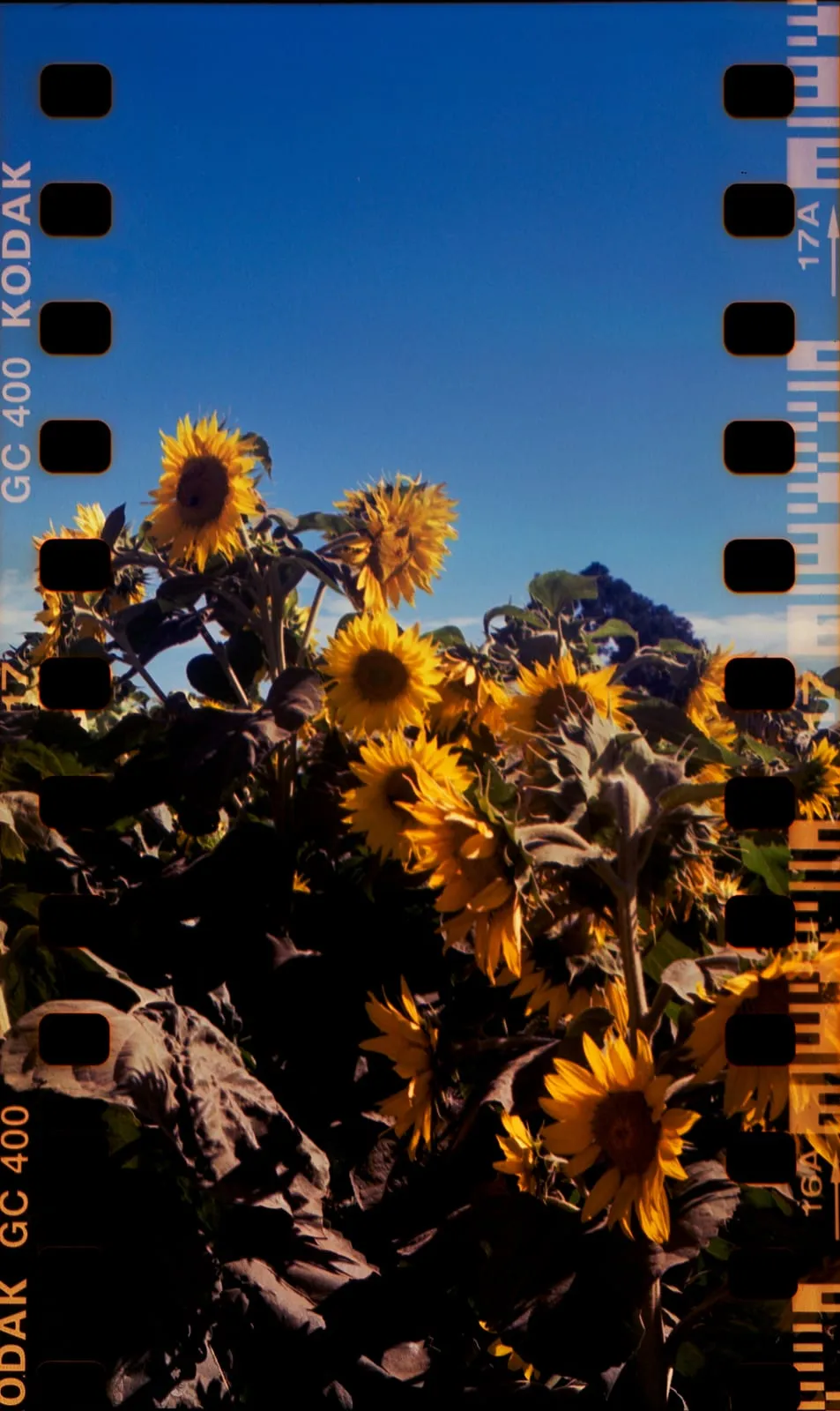 A photograph by Jessica Franco